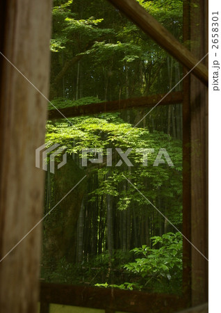 中尊寺の竹林 中尊寺の竹林 2658301