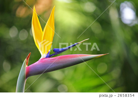 極楽鳥花 2658354