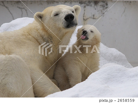 シロクマの親子 2658559