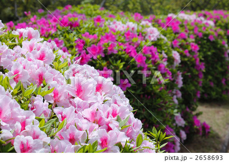 ヒラドツツジ 2658693
