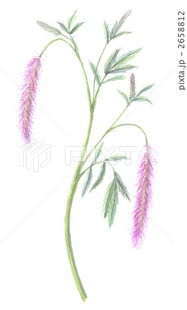 唐糸草　カライトソウ 2658812