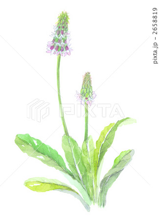 プリムラビアリー　穂咲き桜草 2658819