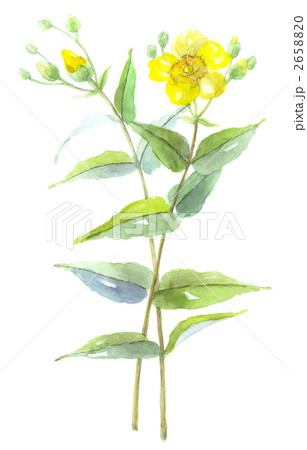 金糸梅　キンシバイ 2658820