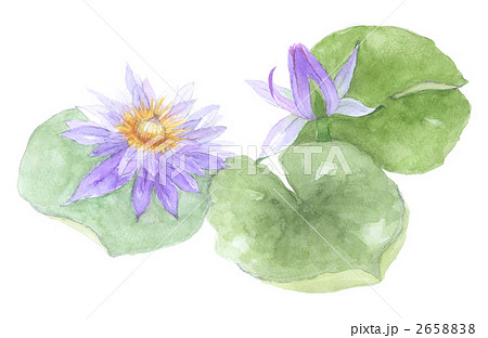 睡蓮　スイレン　紫 2658838