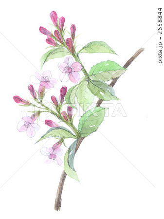 卯の花　ヒメウツギ 2658844