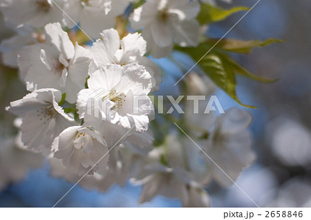 ワシントン州の大島桜 2658846