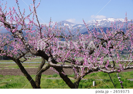 山里の桃畑　桃の花と風景 2659375