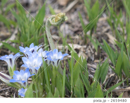 春リンドウとワラビ 2659480