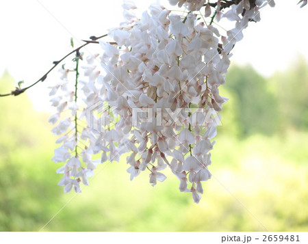 藤の花 藤の花 2659481