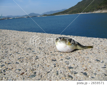 下関フグ 2659571