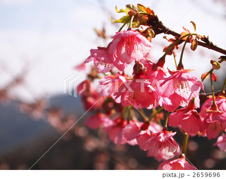 早春の早咲桜 2659696