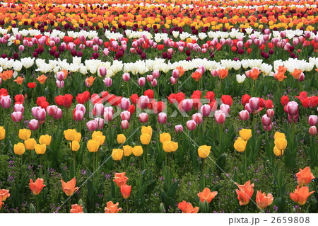 チューリップ畑 チューリップ畑 2659808