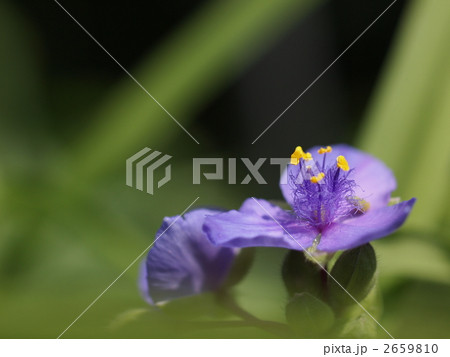 ムラサキツユクサの花 2659810