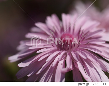 モモイロタンポポの花 2659811