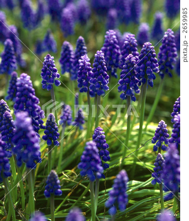 63950　ムスカリ 2659985