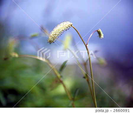 64033　ワレモコウ 2660091