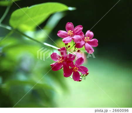 64036　ヨトロファ 2660096