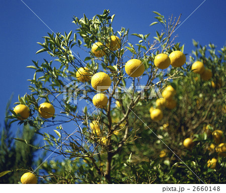 64128 夏みかんの実 64128 夏みかんの実 2660148