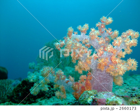 蒼い海と癒し系ソフトコーラル 薄紫 サーモンピンク 海の中の写真素材
