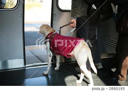 盲導犬 盲導犬 2660193
