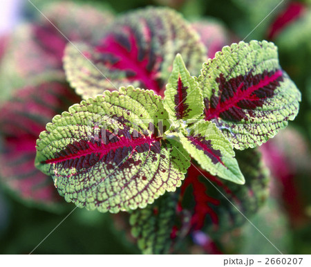 64186　コリウス 2660207