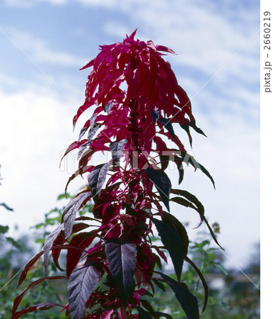 64189　ハゲイトウ 2660219