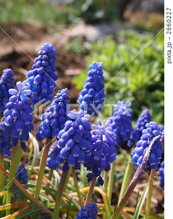 ブドウに似たムスカリの花 2660227