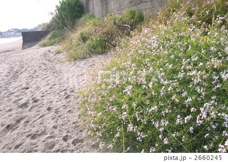 ハマダイコン 2660245