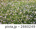 ハマダイコン 2660249