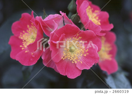 64347　バラ　オールドローズ　 2660319