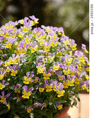 日差しを浴びて輝くビオラ 2660386