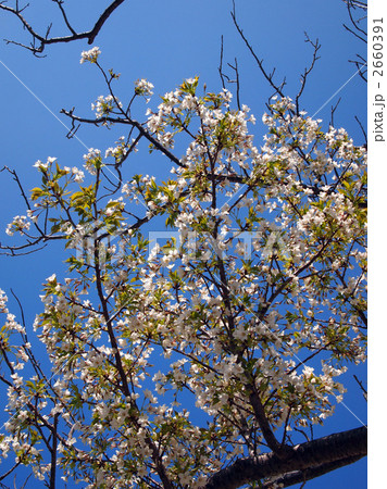 大島桜（おおしまざくら） 2660391