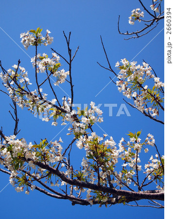 大島桜(おおしまざくら) 大島桜(おおしまざくら) 2660394