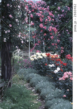 64688　バラ　ローズガーデン 2660462