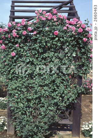 64718　バラ　オールドローズ　 2660463