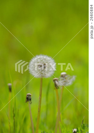 タンポポの種 タンポポの種 2660884