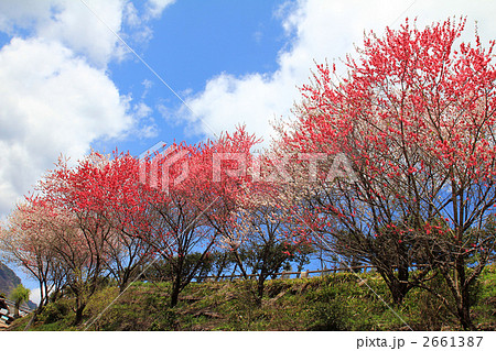 花桃の丘 花桃の丘 2661387