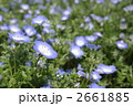 ネモフィラ 2661885