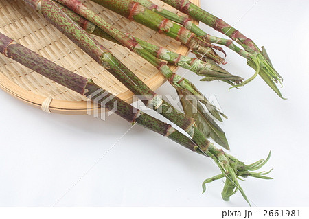 いたどり いたどり 2661981