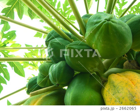 パパイヤ 2662065