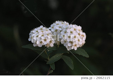 コデマリ 2662115