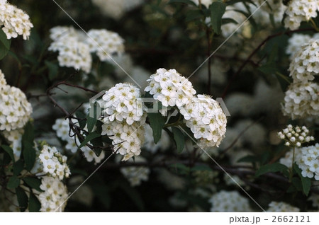 コデマリ 2662121