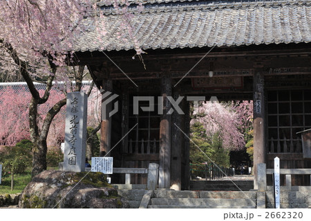 光善寺の桜 光善寺の桜 2662320