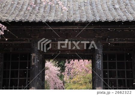 光善寺の桜 2662322