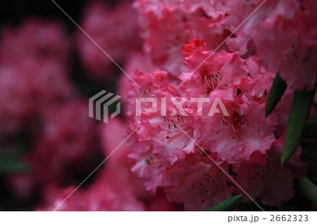 石楠花 石楠花 2662323