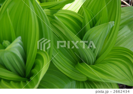 フレッシュグリーンの葉 2662434