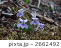 タチツボスミレ 2662492