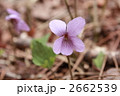 アケボノスミレ 2662539