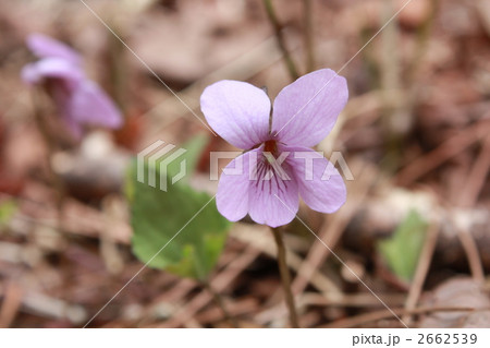 アケボノスミレ 2662539