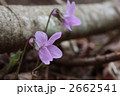 アケボノスミレ 2662541